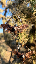 Load image into Gallery viewer, Opal Cicada Hangers