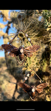 Load image into Gallery viewer, Opal Cicada Hangers