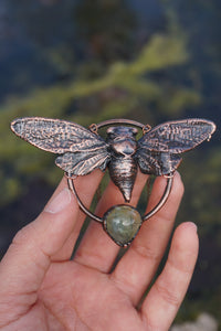 Swamp Cicada