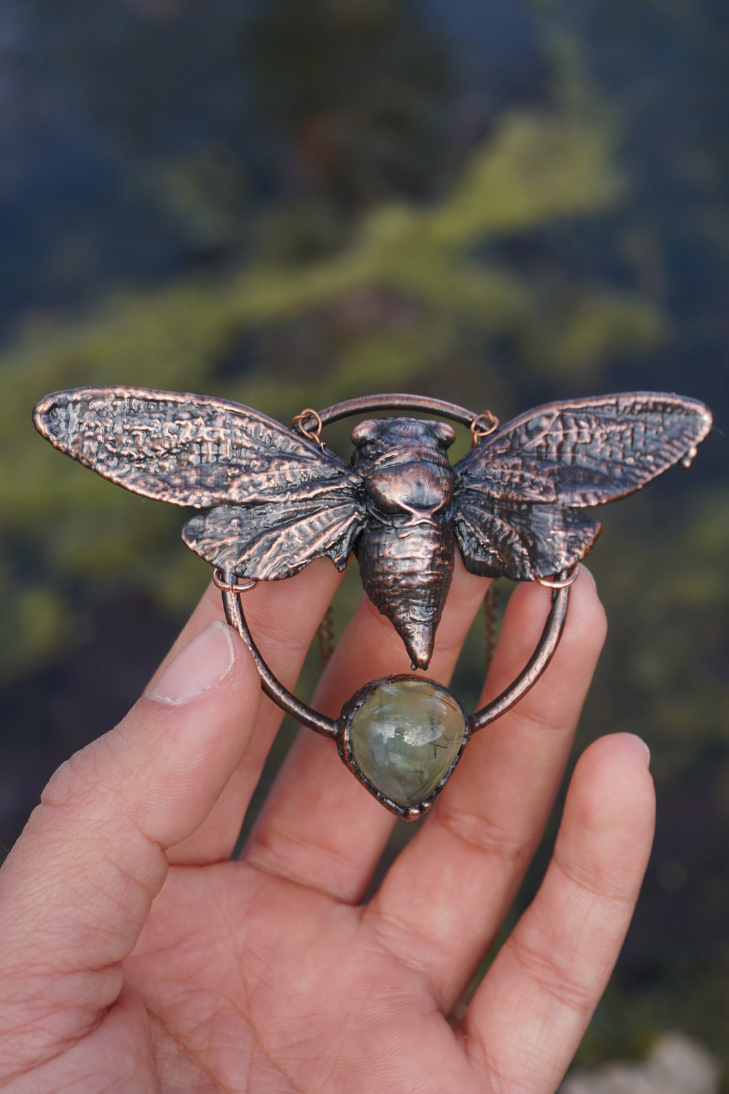 Swamp Cicada
