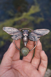 Swamp Cicada